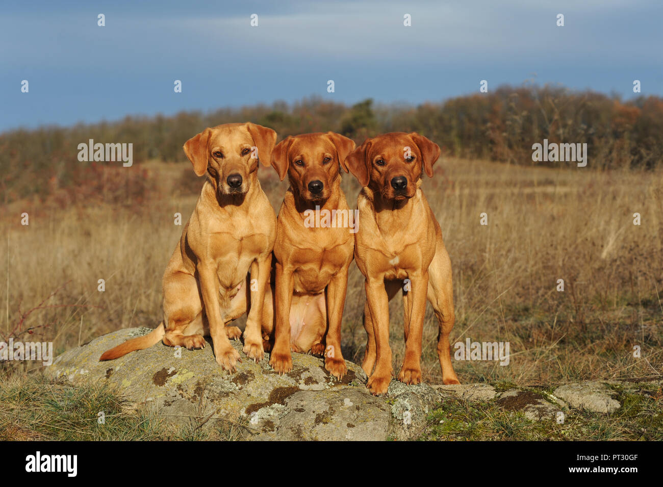 Labrador Retriever, jaune, les femelles et mâles, trois chiens côte à côte, Autriche Banque D'Images