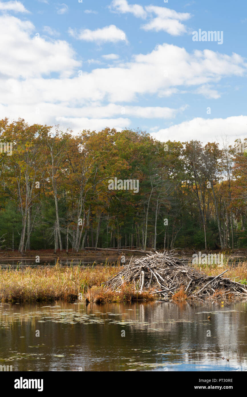 Dans Beaver Lodge Harold Parker State Forest, Andover, MA Banque D'Images