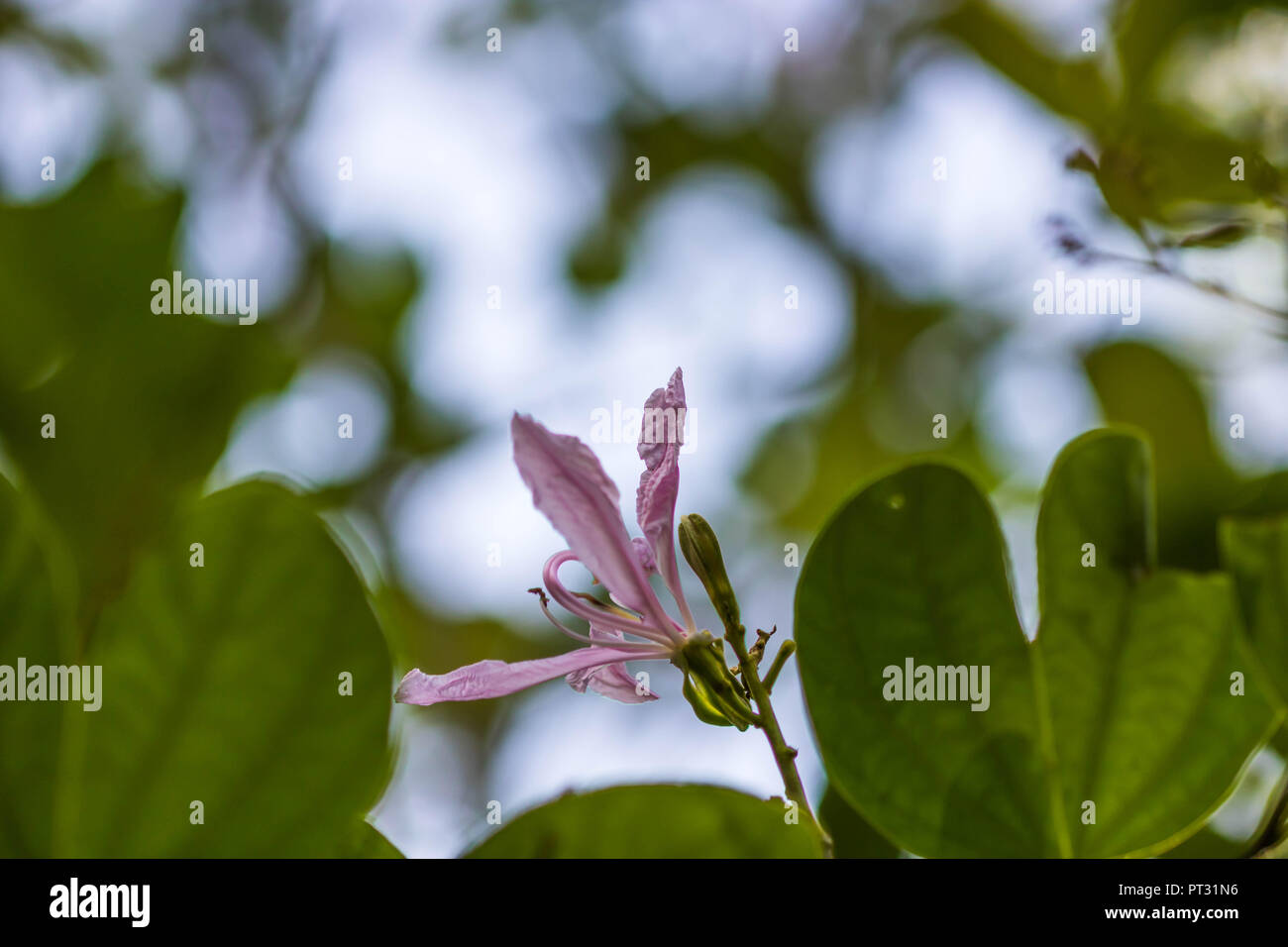 L'orchidée, fleur de Hong Kong Banque D'Images