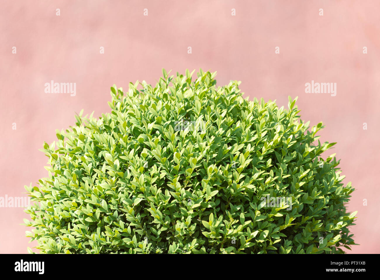 Buis commun Buxus sempervirens,, Banque D'Images