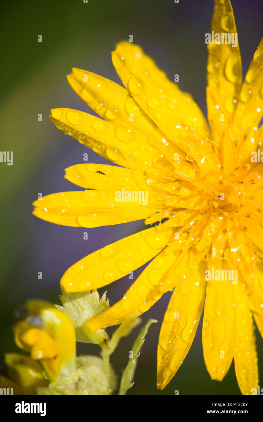 La floraison, salsifis des prés Tragopogon pratensis Banque D'Images