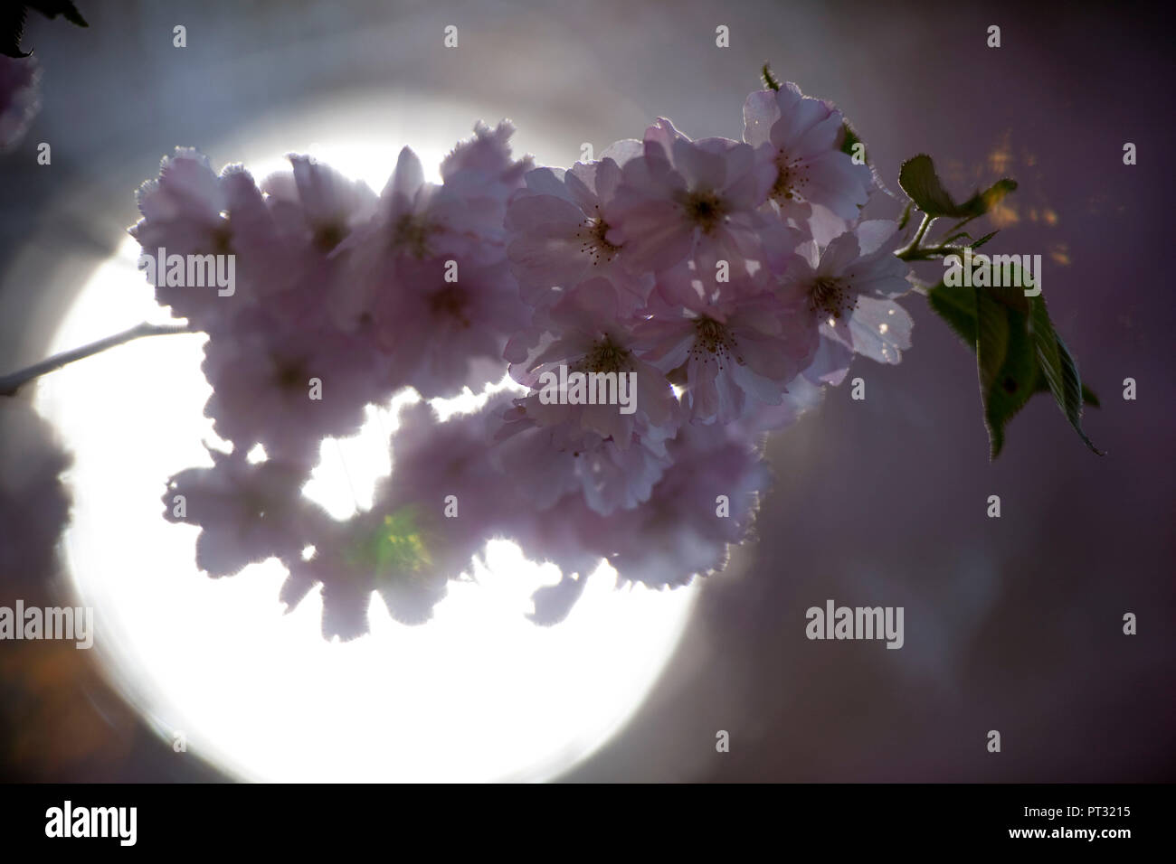 Saison de floraison du printemps dans la vallée de l'Inn, Tyrol, Autriche Banque D'Images