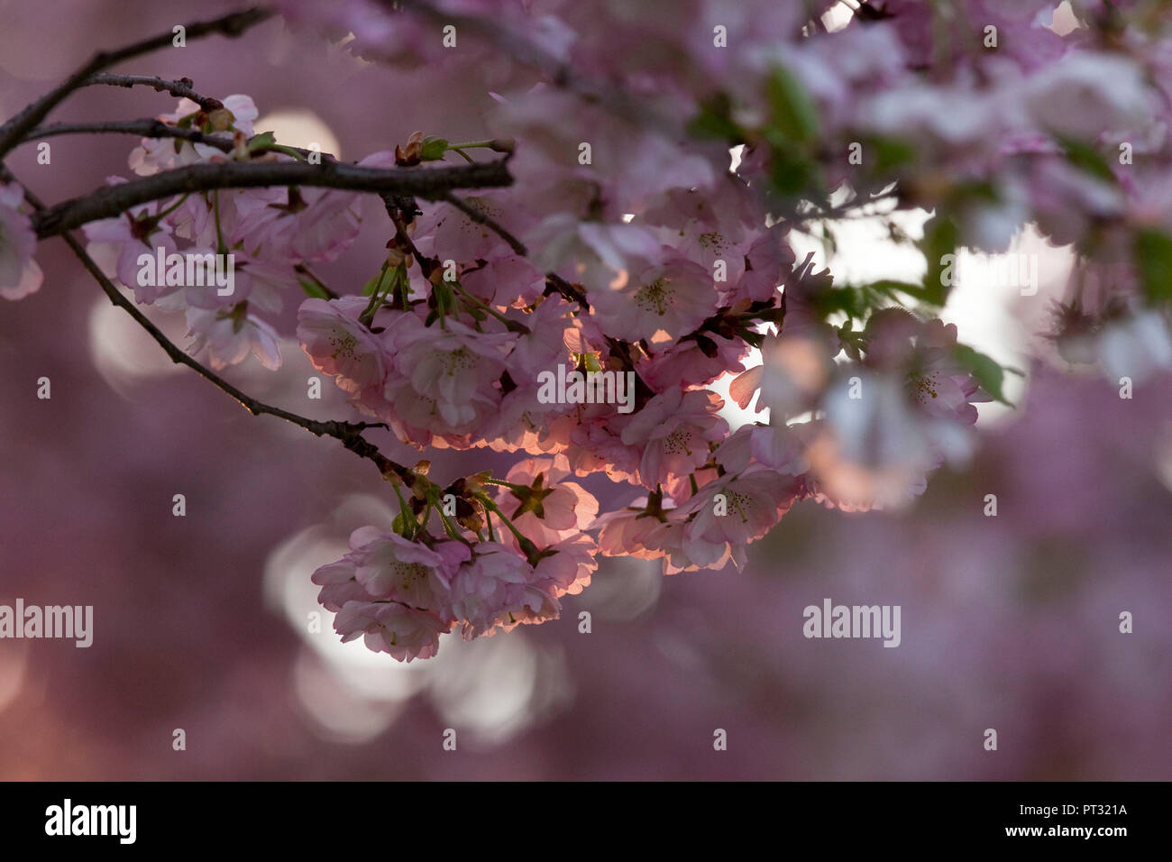 Saison de floraison du printemps dans la vallée de l'Inn, Tyrol, Autriche Banque D'Images