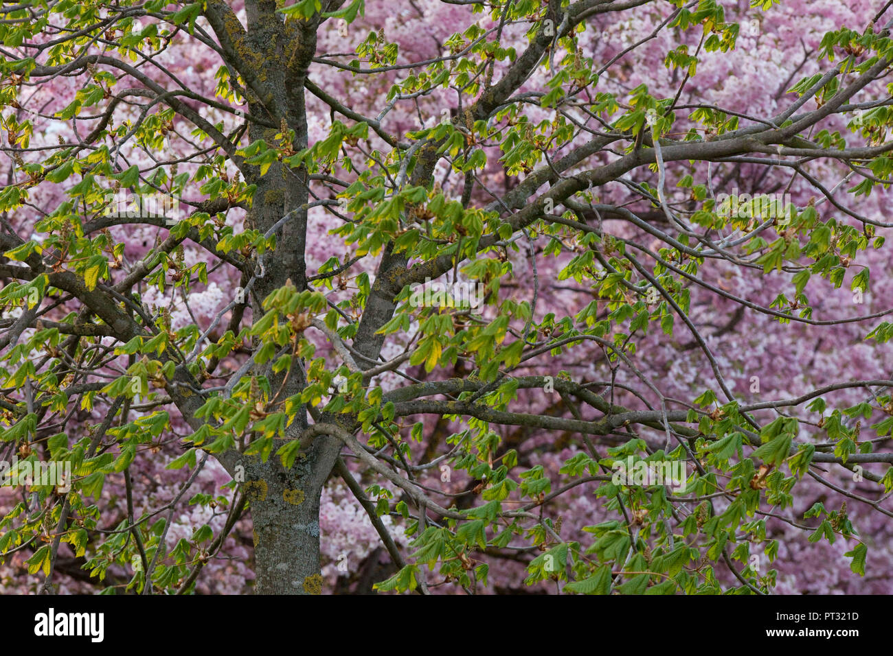 La floraison des arbres fruitiers dans la vallée de l'Inn, Tyrol, Autriche Banque D'Images