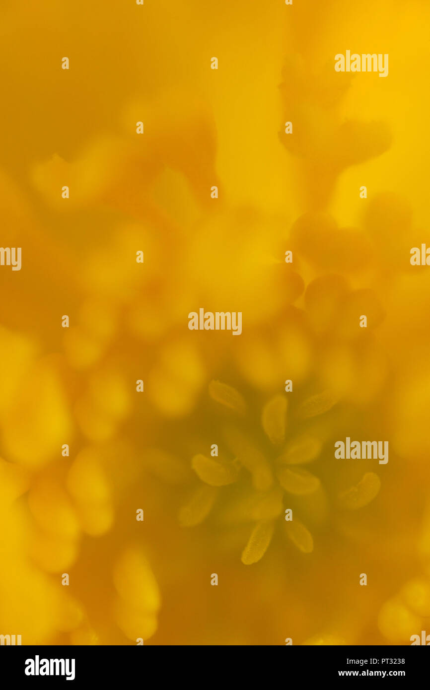 La renoncule, la floraison, détail, Ranunculus Banque D'Images