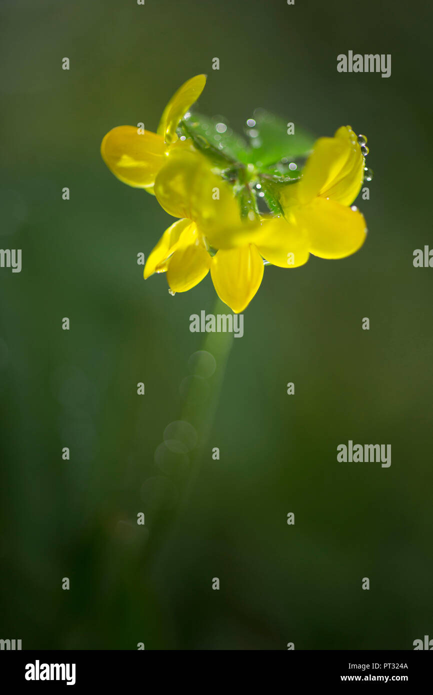 La floraison de la vesce, Hippocrepis comosa horseshoe, close-up Banque D'Images