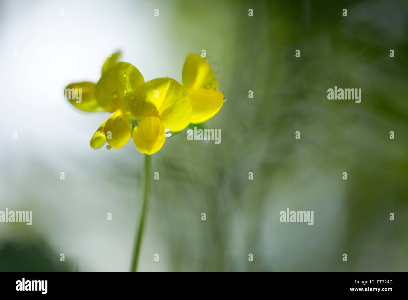 La floraison de la vesce, Hippocrepis comosa horseshoe, close-up Banque D'Images