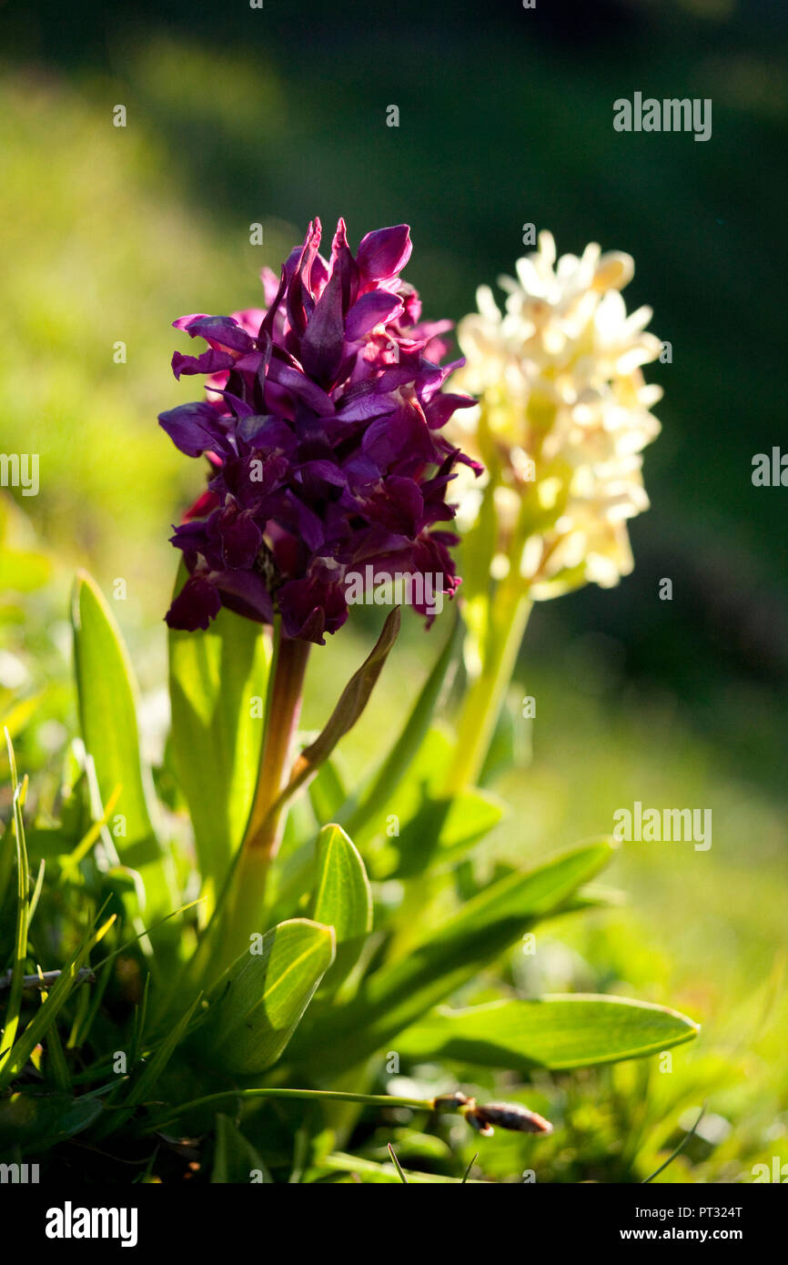 La floraison des orchidées des marais, Dactylorhiza majalis, close-up Banque D'Images