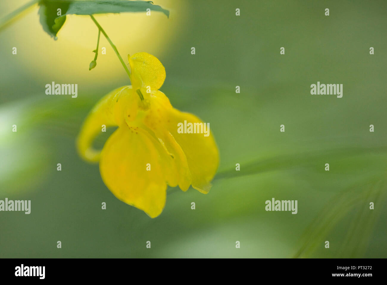 La floraison du sapin jaune, Impatiens noli-tangere, close-up Banque D'Images