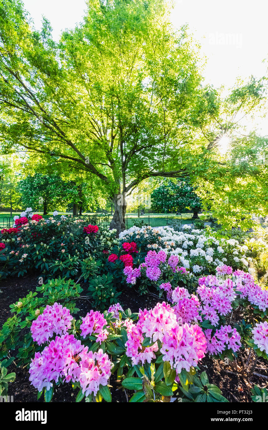 L'Angleterre, Londres, Greenwhich, Parc Greenwhich, Rhododendron en fleurs fleurs Banque D'Images