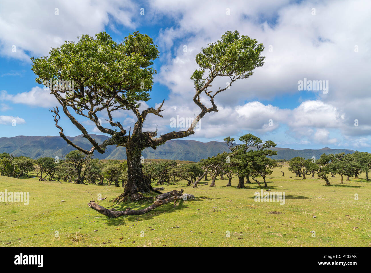 Laurel arbres dans la forêt Laurisilva, UNESCO World Heritage Site, fanal, Porto Moniz, municipalité de la région de Madère, Portugal, Banque D'Images