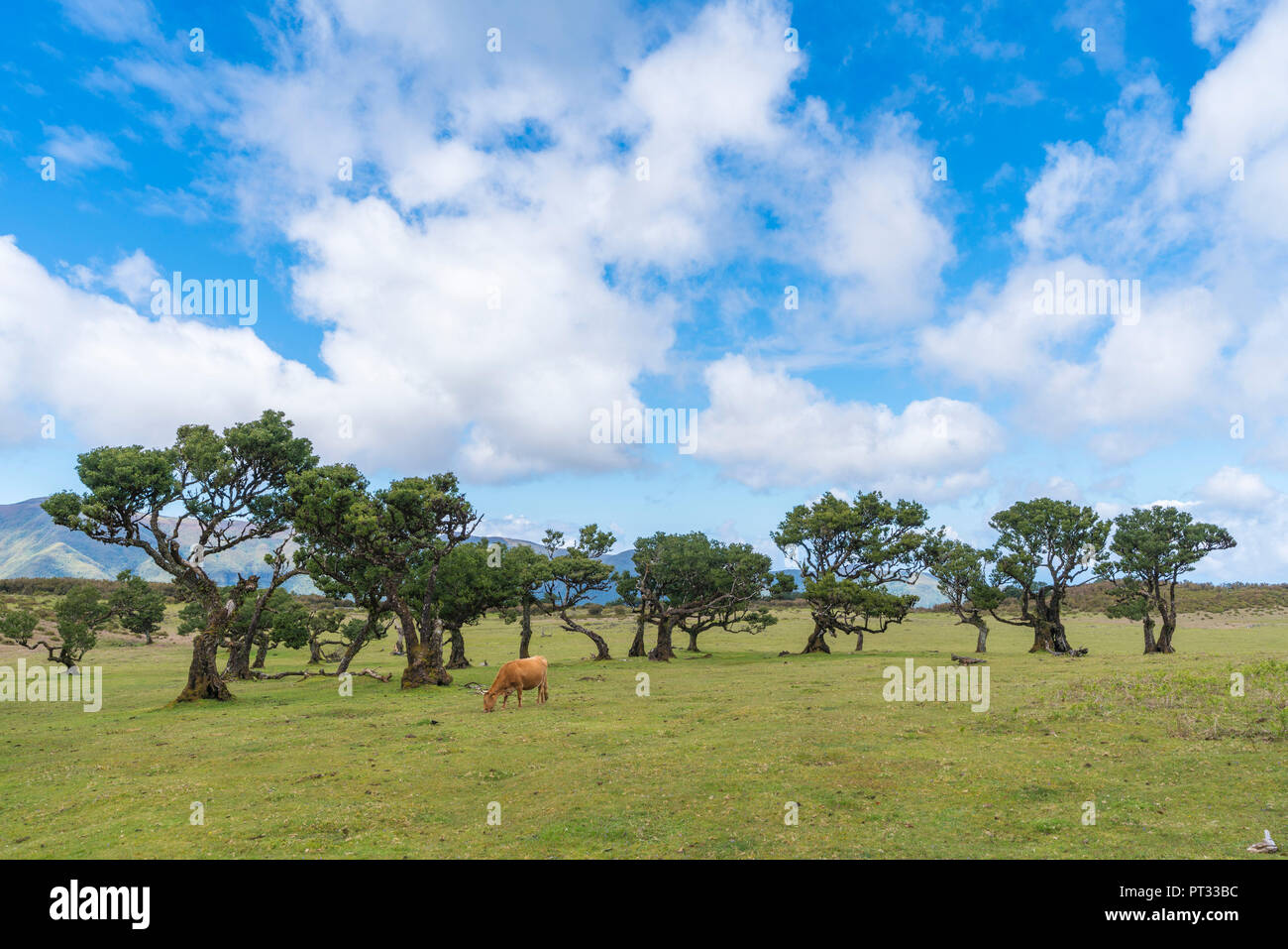 Le pâturage des vaches sous les arbres en Laurel forêt Laurisilva, fanal, Porto Moniz, municipalité de la région de Madère, Portugal, Banque D'Images
