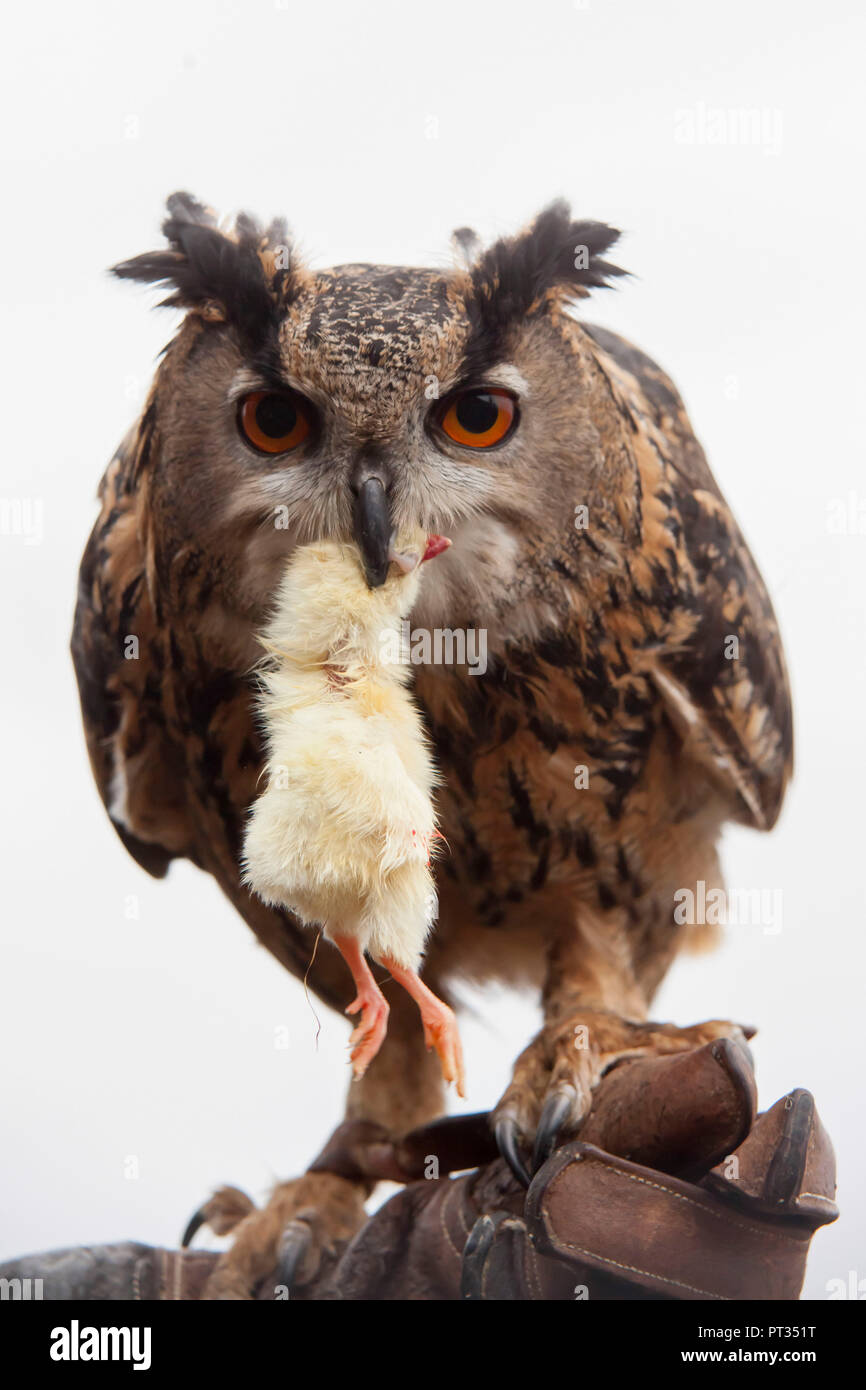 Eagle-owl (Bubo bubo) avec de la nourriture, retenus en otage en Greifenwarte Burg Guttenberg, Allemagne, Banque D'Images