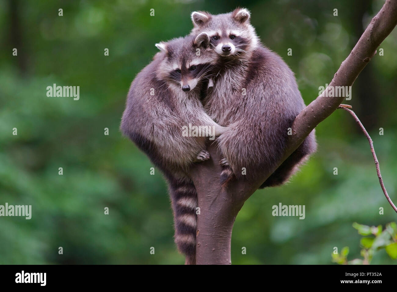 Deux ratons laveurs de câlins sur un arbre à la vers la caméra, en captivité dans un enclos naturel dans la forêt, parc Warstein, Sauerland, Allemagne, Banque D'Images