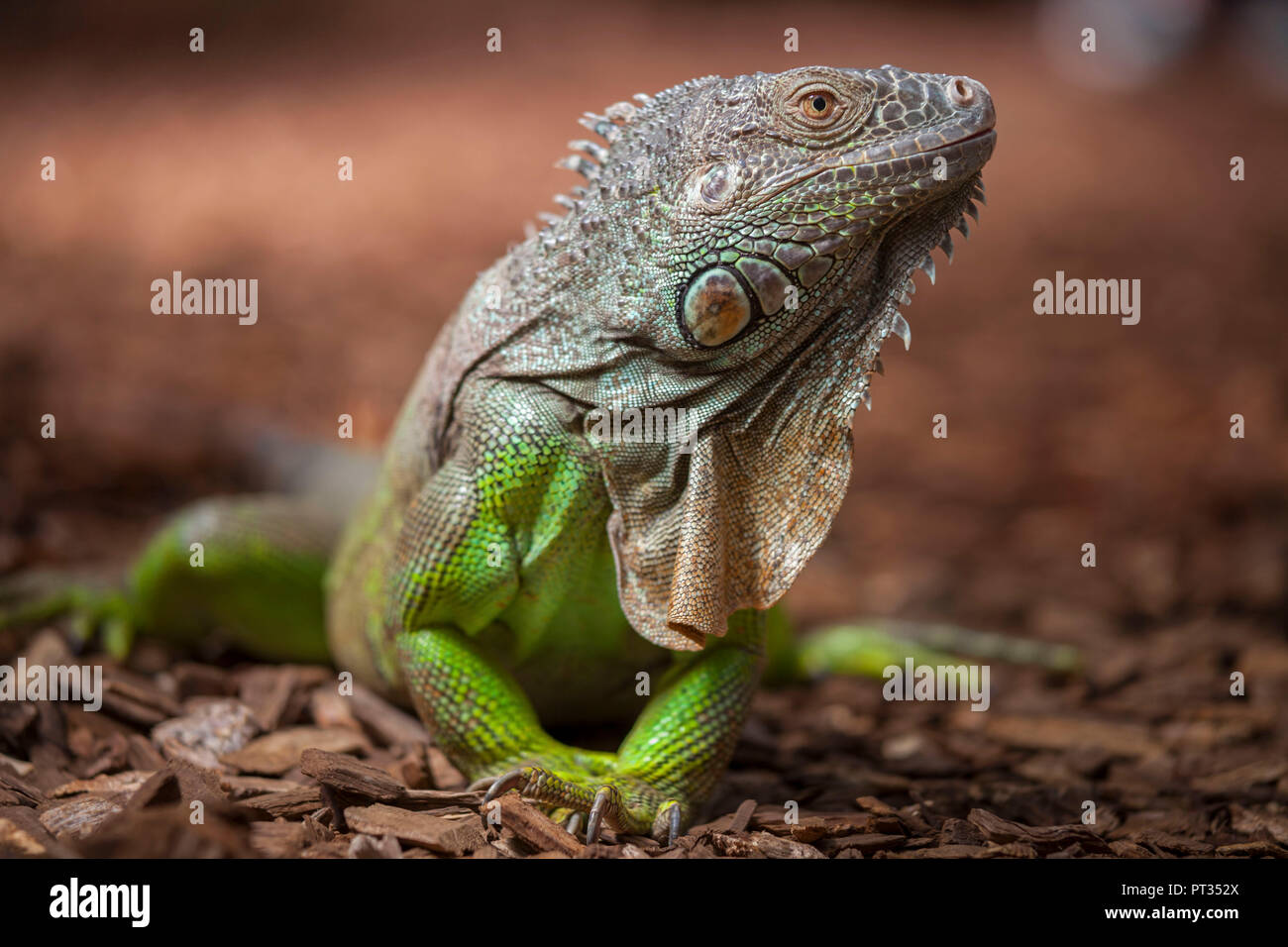 Iguane vert (Iguana iguana), serre tropicale, Zoo de Dortmund, Allemagne, Banque D'Images