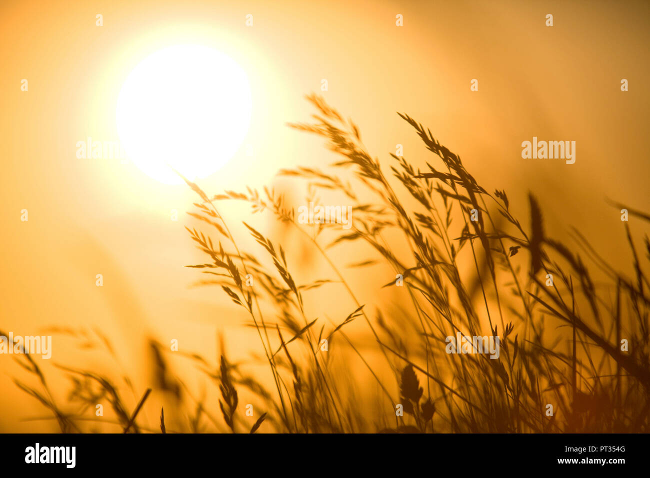 Vue romantique de l'atmosphère d'herbe en fixant rétroéclairé soleil orange, Allemagne Banque D'Images
