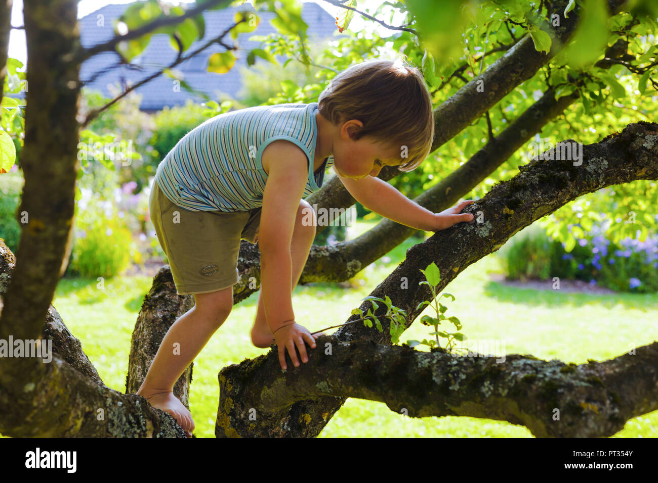 Garçon l'escalade à apple tree en été Banque D'Images