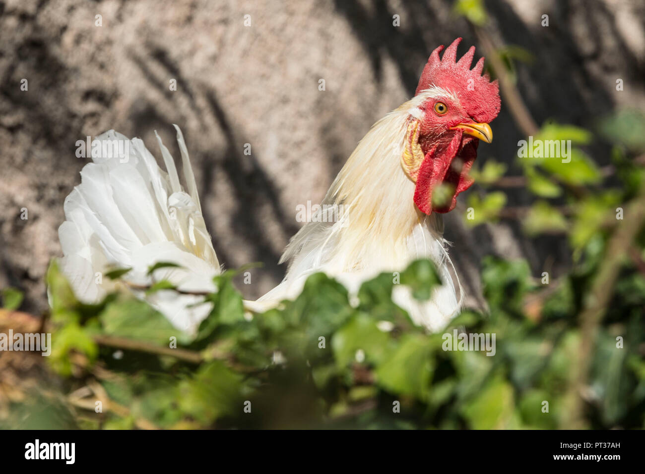 Poulet fermier dans le jardin, le restaurant Taberna Romani, Termeno, Route des vins du Tyrol du Sud, Überetsch, Tyrol du Sud, Italie Banque D'Images