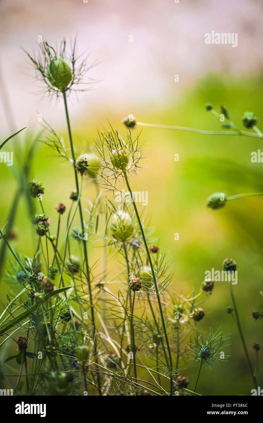 Love-dans-un-mist juste avant la floraison Banque D'Images