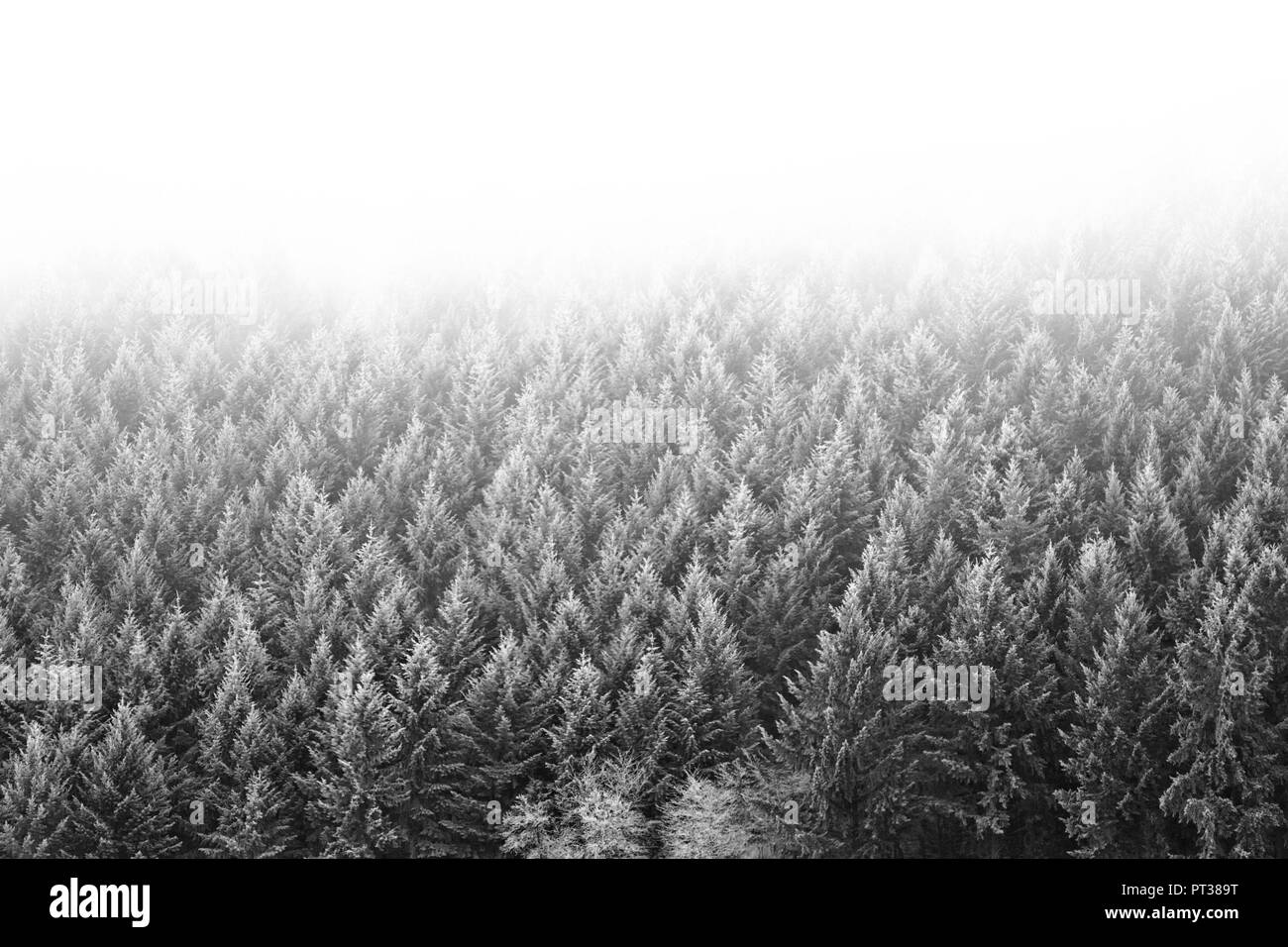 Paysage d'hiver brumeux dans l'Hunsrück (allemand) de moyenne montagne Banque D'Images