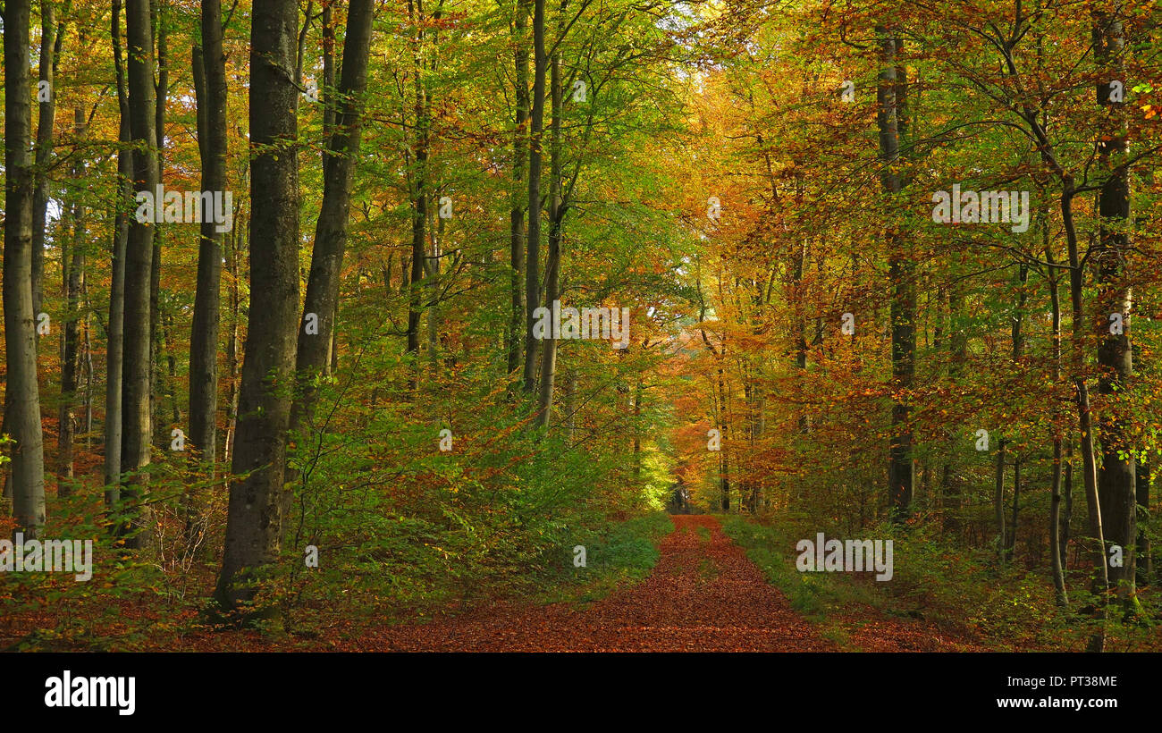 Bois de hêtres en automne, Freudenburg, vallée de la Sarre, Rhénanie-Palatinat, Allemagne Banque D'Images