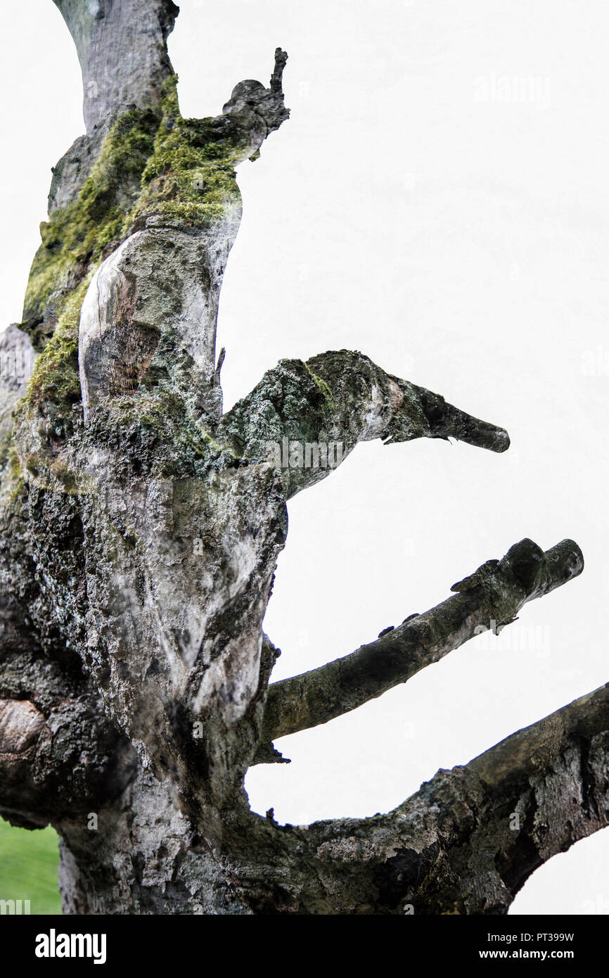 Double exposition d'un arbre mort avec un hêtre sain Banque D'Images