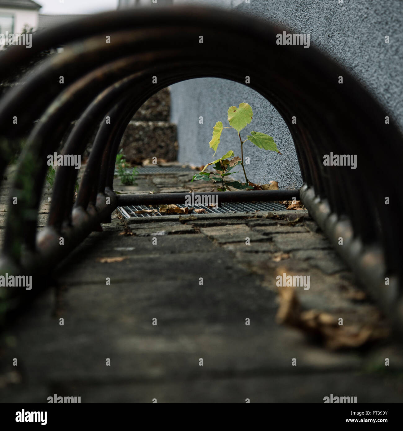 Support à bicyclettes et petite plante, mur extérieur à l'arrière-plan Banque D'Images