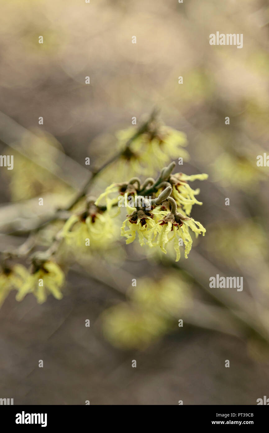 Forêt de Teutoburg en février, le printemps est presque dans l'air, la floraison l'hamamélis Banque D'Images