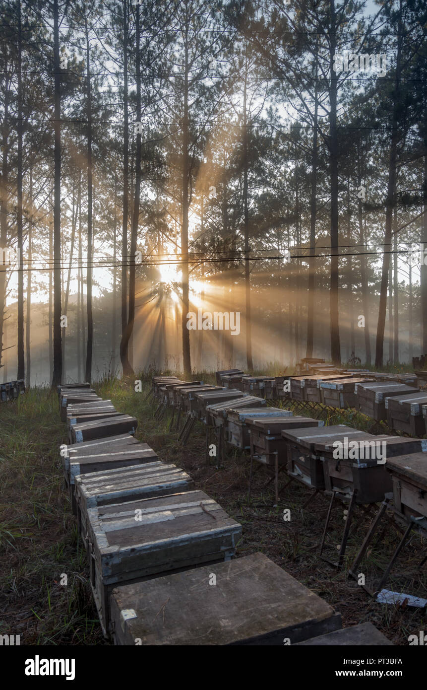 La ferme d'abeilles, les apiculteurs respectueux de l'environnement, la nature. Photo prise à l'aube avec le meilleur du soleil, magie de la lumière, du soleil et du brouillard Banque D'Images