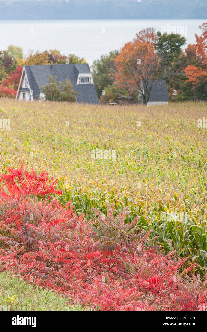 Canada, Québec, Région de la Capitale-Nationale, Neuville, champ, automne Banque D'Images