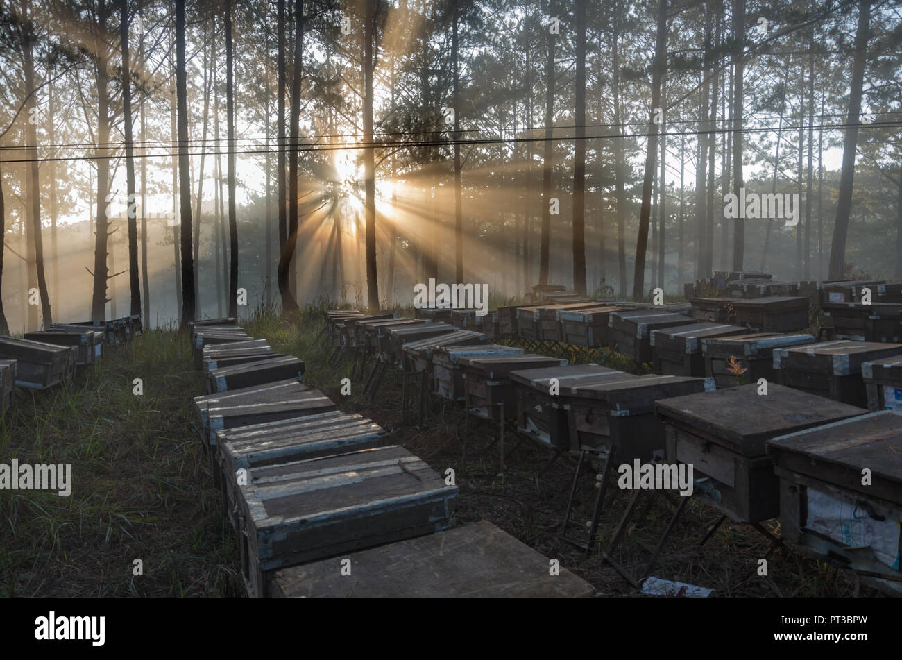 La ferme d'abeilles, les apiculteurs respectueux de l'environnement, la nature. Photo prise à l'aube avec le meilleur du soleil, magie de la lumière, du soleil et du brouillard Banque D'Images