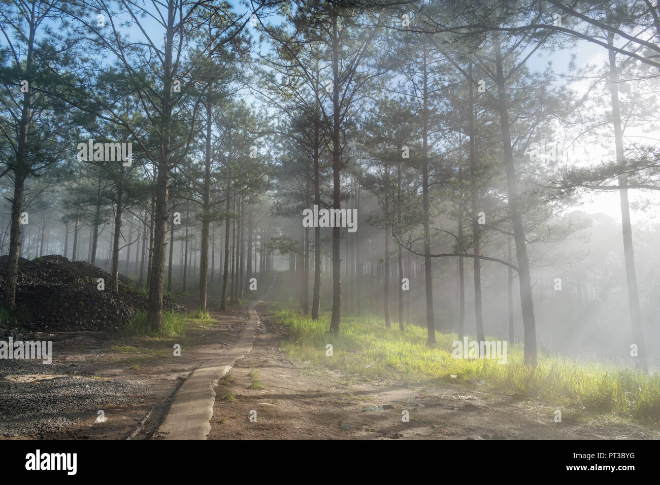 Voyage de découverte dans la forêt de pins du sentier, au Vietnam. Contexte Avec la magie du soleil, la lumière, un épais brouillard et l'air frais à l'aube Banque D'Images