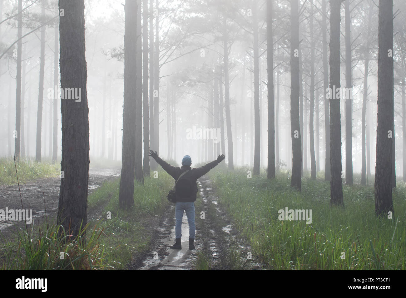 Voyage de découverte dans la forêt de pins du sentier, au Vietnam. Contexte Avec la magie du soleil, la lumière, un épais brouillard et l'air frais à l'aube Banque D'Images