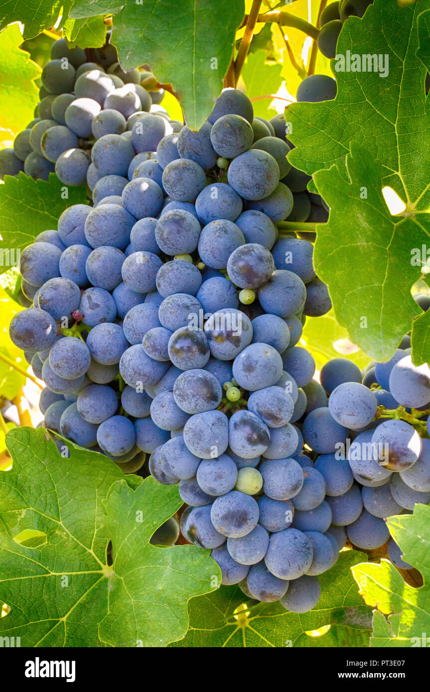 Raisins sur une branche, la variété Gala. Fruits mûrs pour la fabrication du vin. La récolte. Banque D'Images