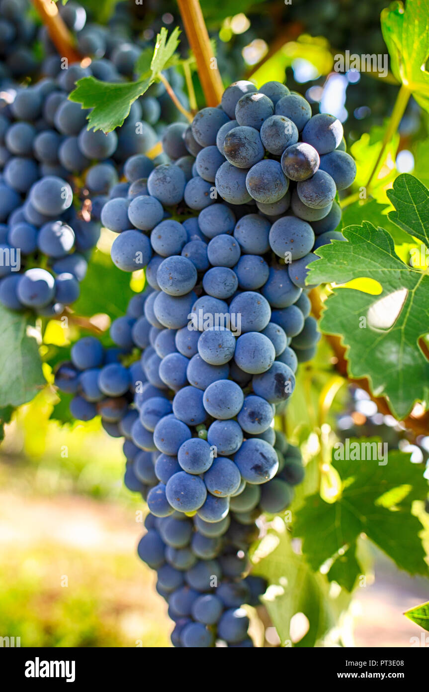 Raisins sur une branche, la variété Gala. Fruits mûrs pour la fabrication du vin. La récolte. Banque D'Images
