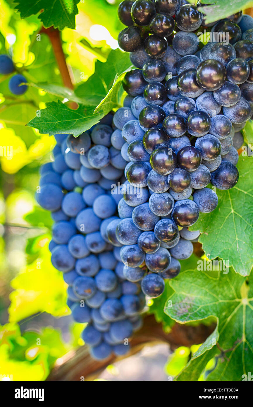 Raisins sur une branche, la variété Gala. Fruits mûrs pour la fabrication du vin. La récolte. Banque D'Images