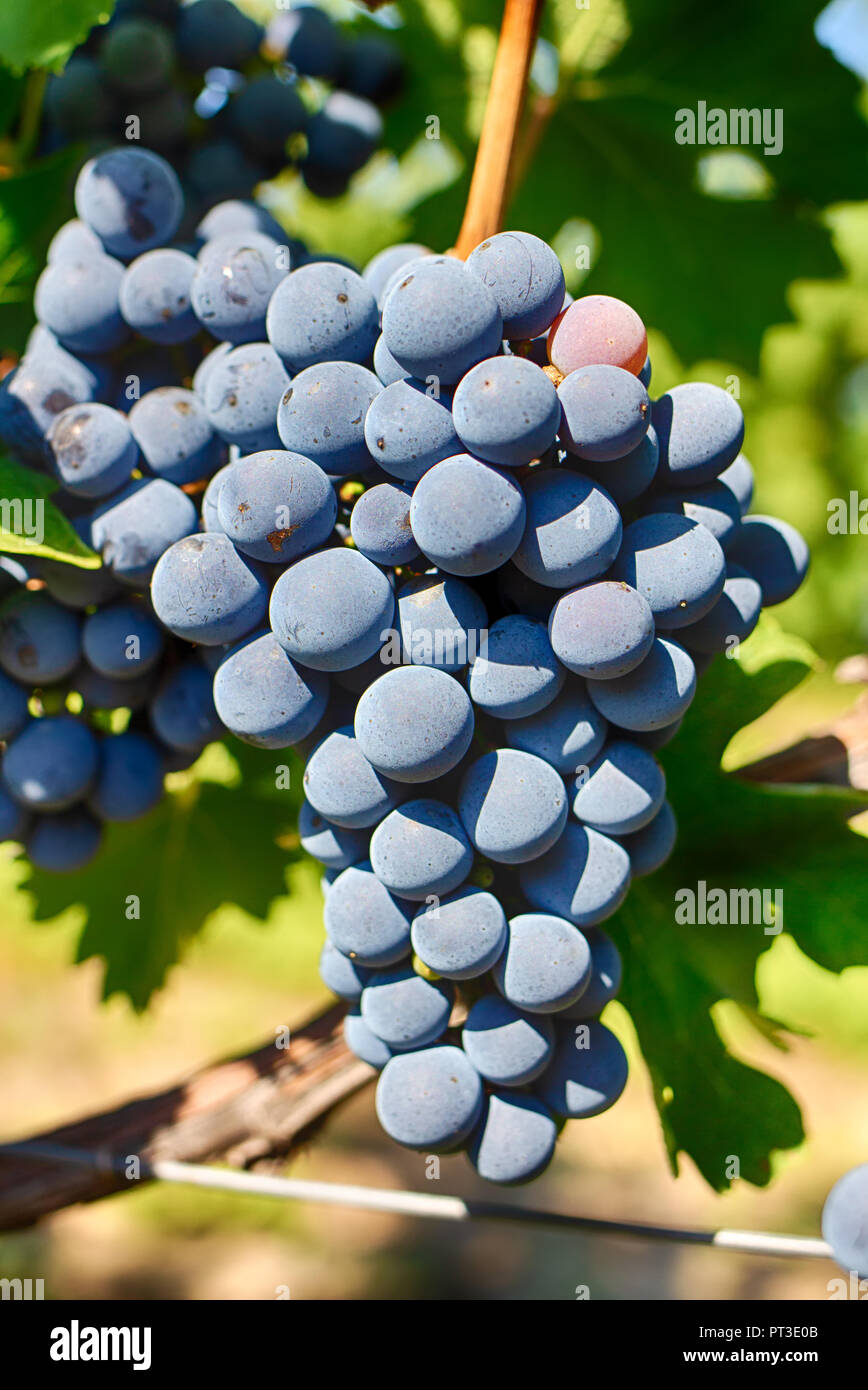 Raisins sur une branche, la variété Gala. Fruits mûrs pour la fabrication du vin. La récolte. Banque D'Images