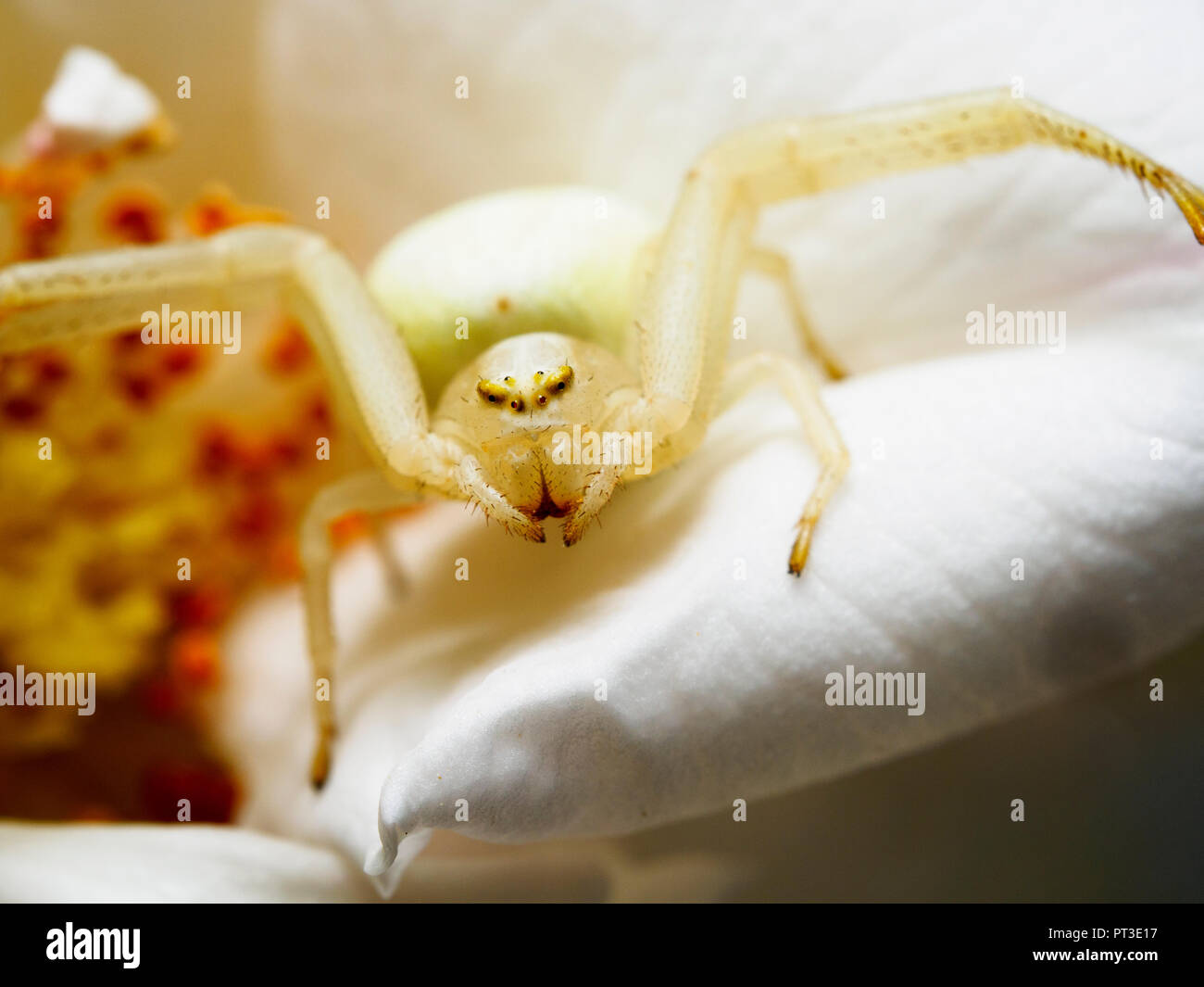 Araignée crabe (Misumena vatia) - Ombrie, Italie Banque D'Images