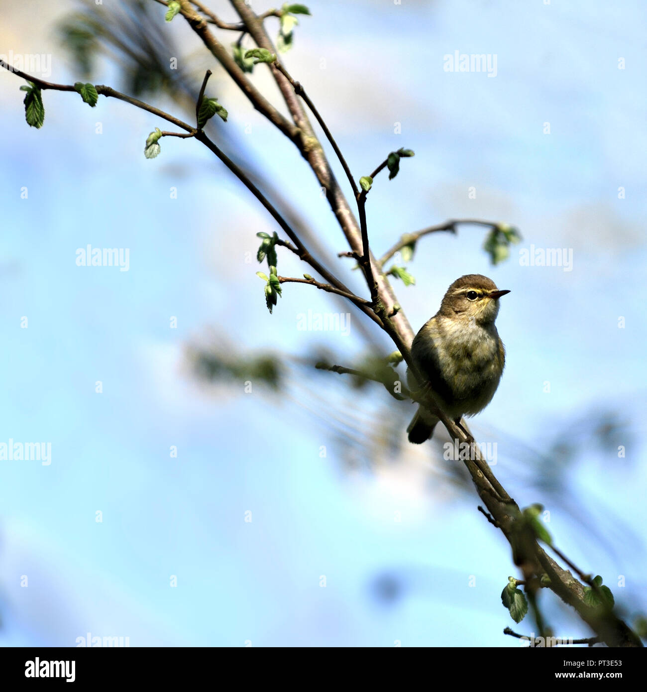 Willow Warbler (Phylloscopus trochilus) Kent, UK, avril 2017 Banque D'Images