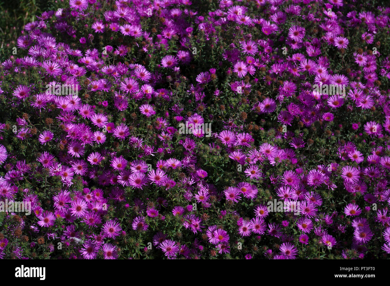 Un lit de fleurs Aster mauve Banque D'Images