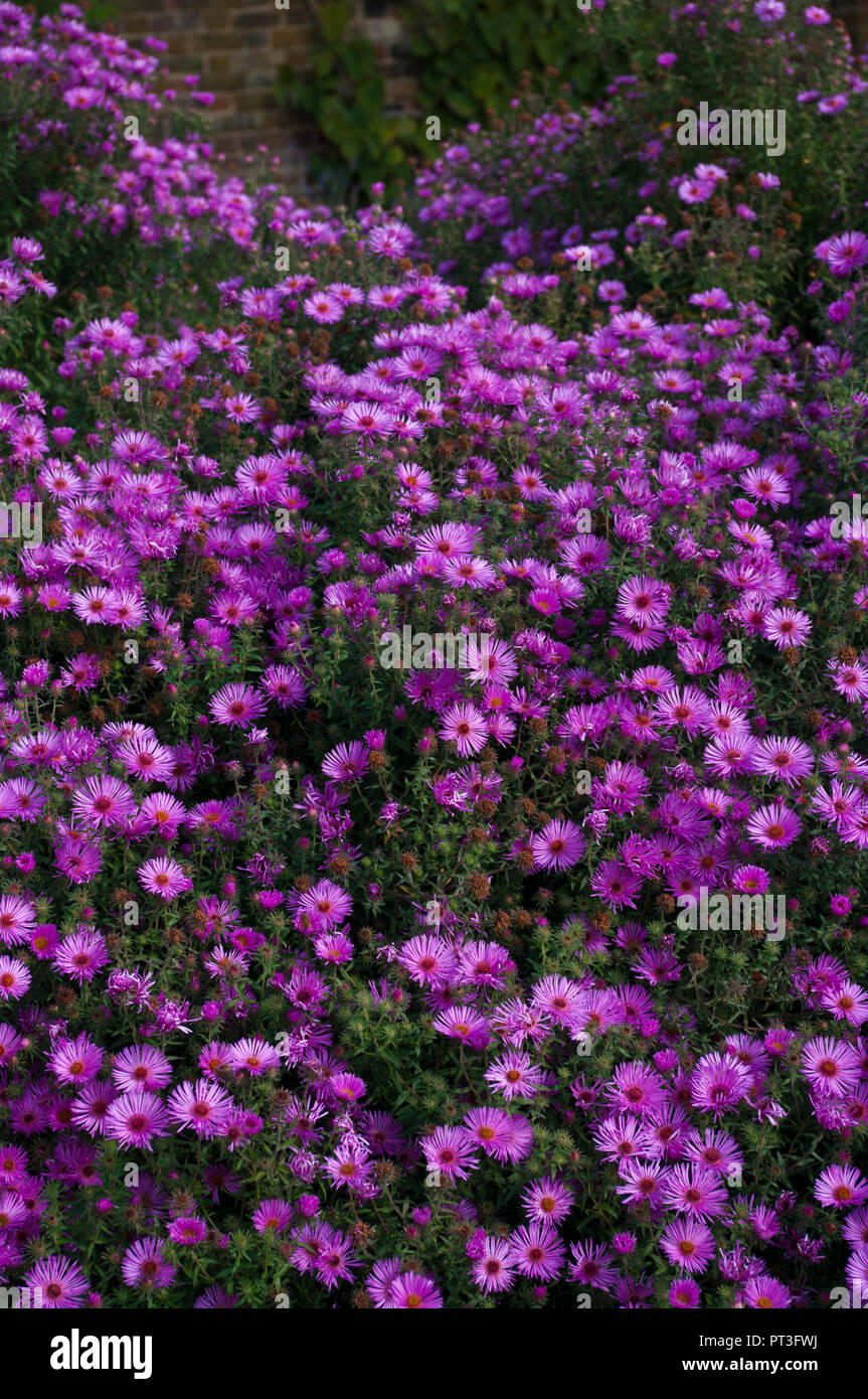 Un lit de fleurs Aster mauve Banque D'Images