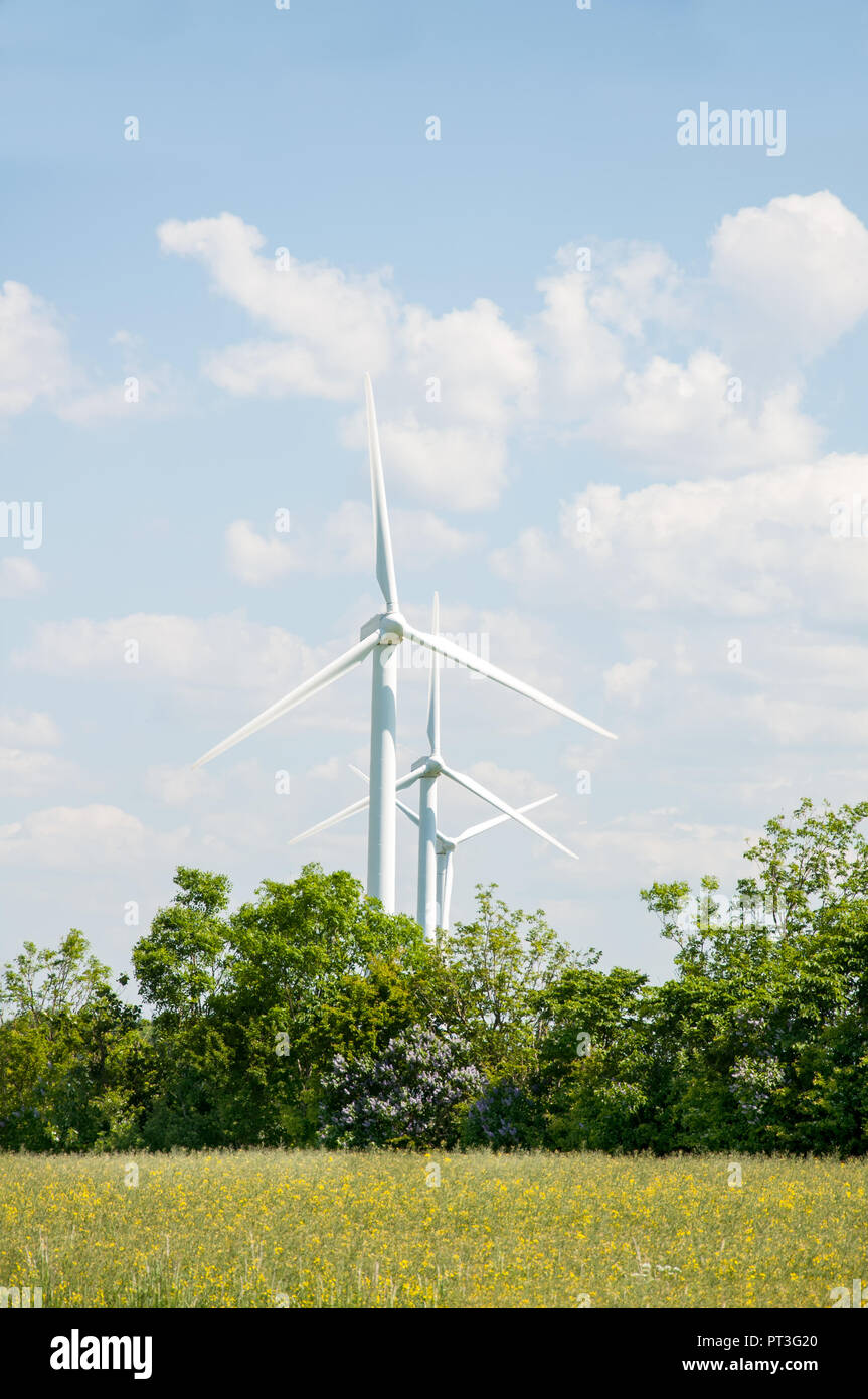 Les éoliennes en vert nature luxuriante Banque D'Images