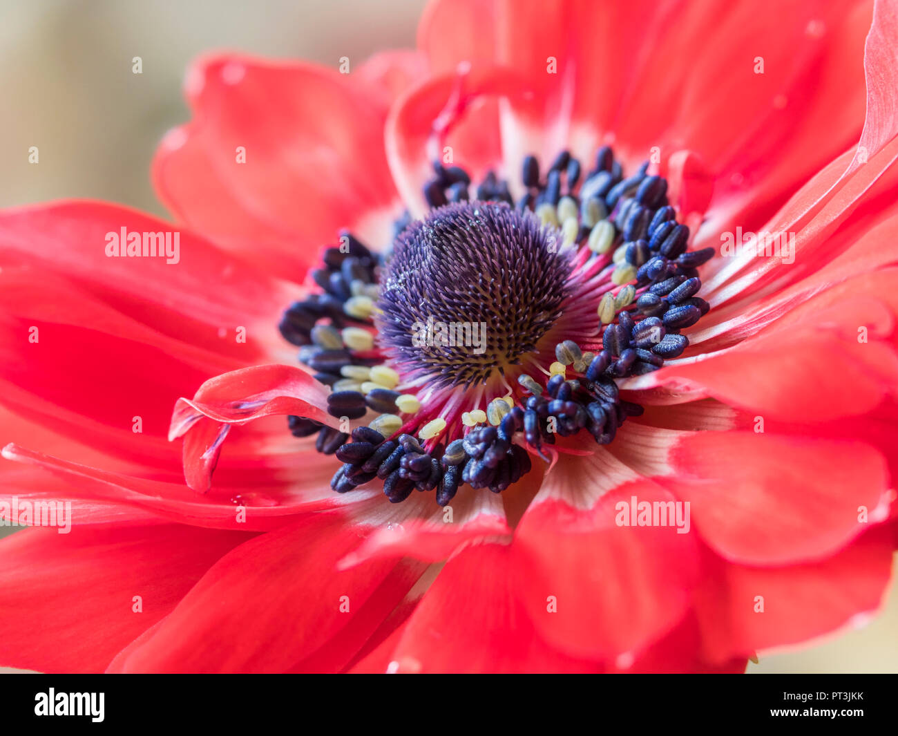 Une seule fleur fleur d'Anémone Anémone- deCaen. Banque D'Images