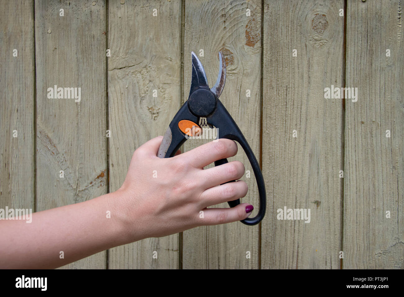 Outil de jardin pruner dans femme main sur mur en bois peint. Banque D'Images