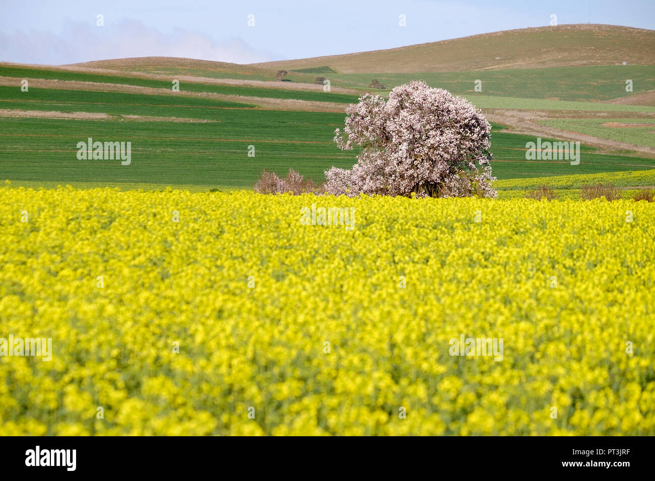 Le canola & Almond tree Banque D'Images Le canola & Almond tree Banque D'Images