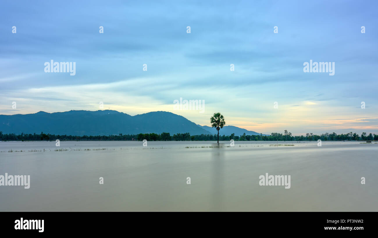 Palmier solitaire chemin entre champs inondés comme un lac encore flottant dans les régions rurales de la saison sur le Vietnam Banque D'Images