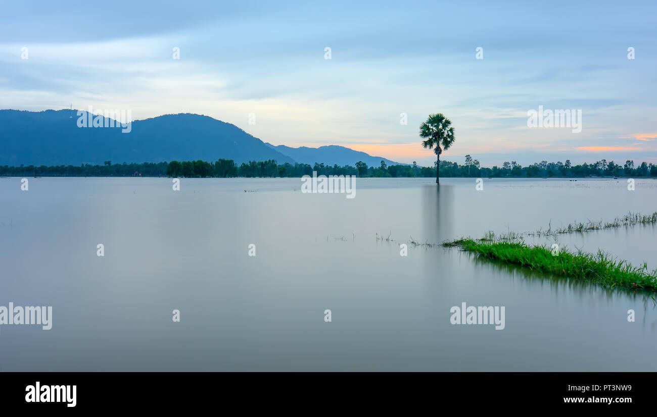 Palmier solitaire chemin entre champs inondés comme un lac encore flottant dans les régions rurales de la saison sur le Vietnam Banque D'Images