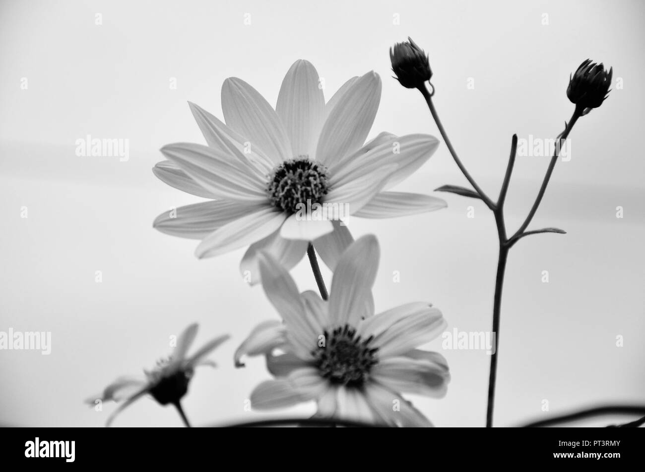 Daisy en noir-blanc couleur isolée et close up Banque D'Images