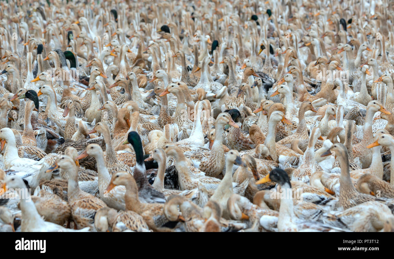 Troupeau de canards se sont réunis avec des milliers d'article, d'exécution, par intermittence enchaînés à préparer dans des cages dans la campagne ferme au Vietnam. Banque D'Images