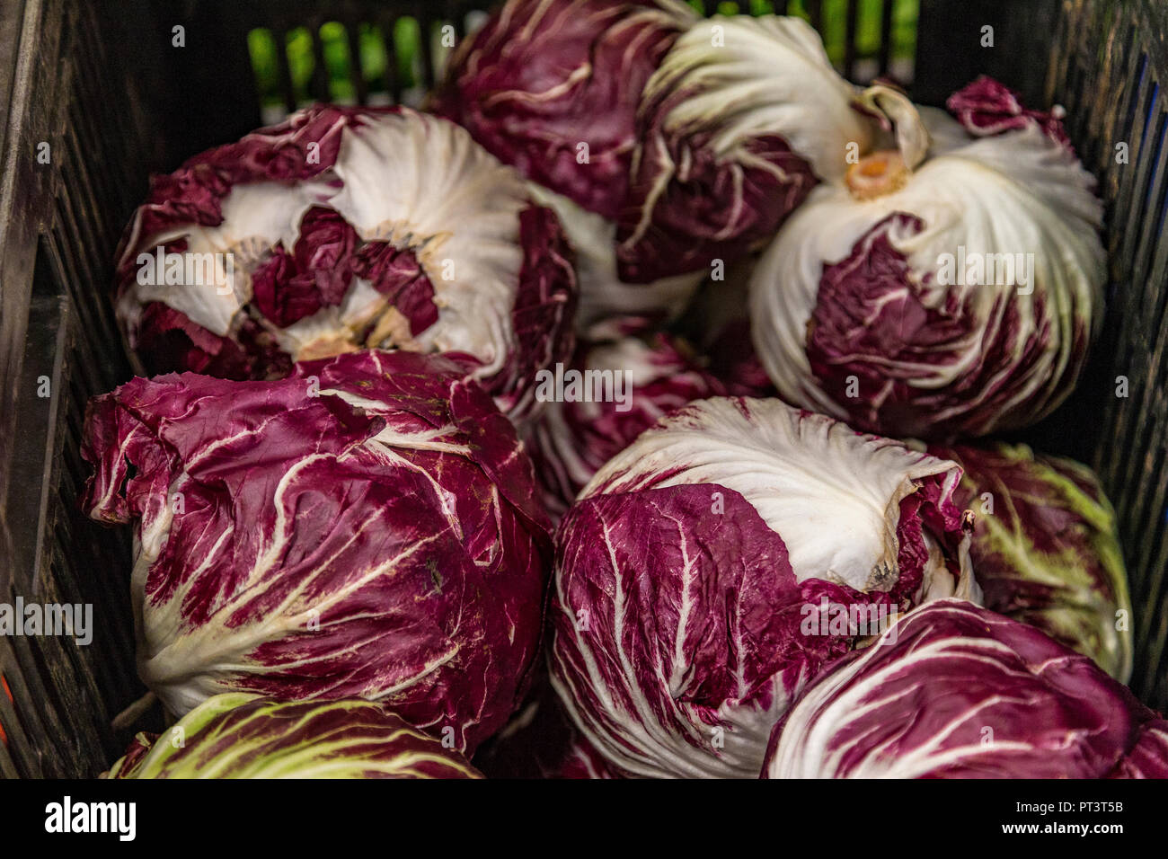 La production alimentaire dans le Royaume-uni - Fruits, légumes, salades préparées, vie saine Banque D'Images